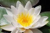 Yoga Au Coeur du Lotus